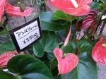 南国気分｜「ＨＡＮＡ　ＭｉＹＡＢｉ」　（愛知県名古屋市中区の花キューピット加盟店 花屋）のブログ