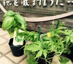 食べられる植物｜「ＨＡＮＡ　ＭｉＹＡＢｉ」　（愛知県名古屋市中区の花キューピット加盟店 花屋）のブログ