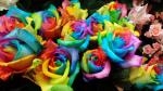 七色のバラ｜「ＨＡＮＡ　ＭｉＹＡＢｉ」　（愛知県名古屋市中区の花キューピット加盟店 花屋）のブログ